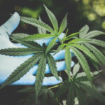 The Green Dream: Exploring Cannabis’ Influence on Sleep Quality