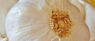 Unlocking the Secrets: Preserving Strain Flavor Post-Harvest