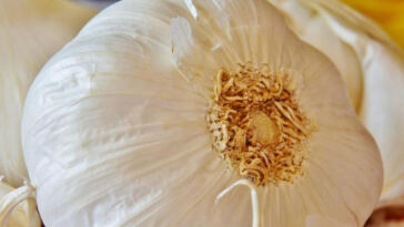 Unlocking the Secrets: Preserving Strain Flavor Post-Harvest