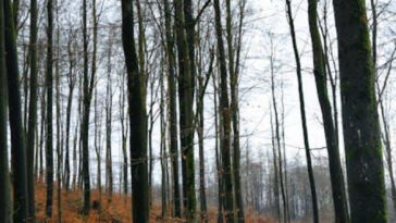 Blooming Beauties: Best Autoflowering Strains for Compact Spaces