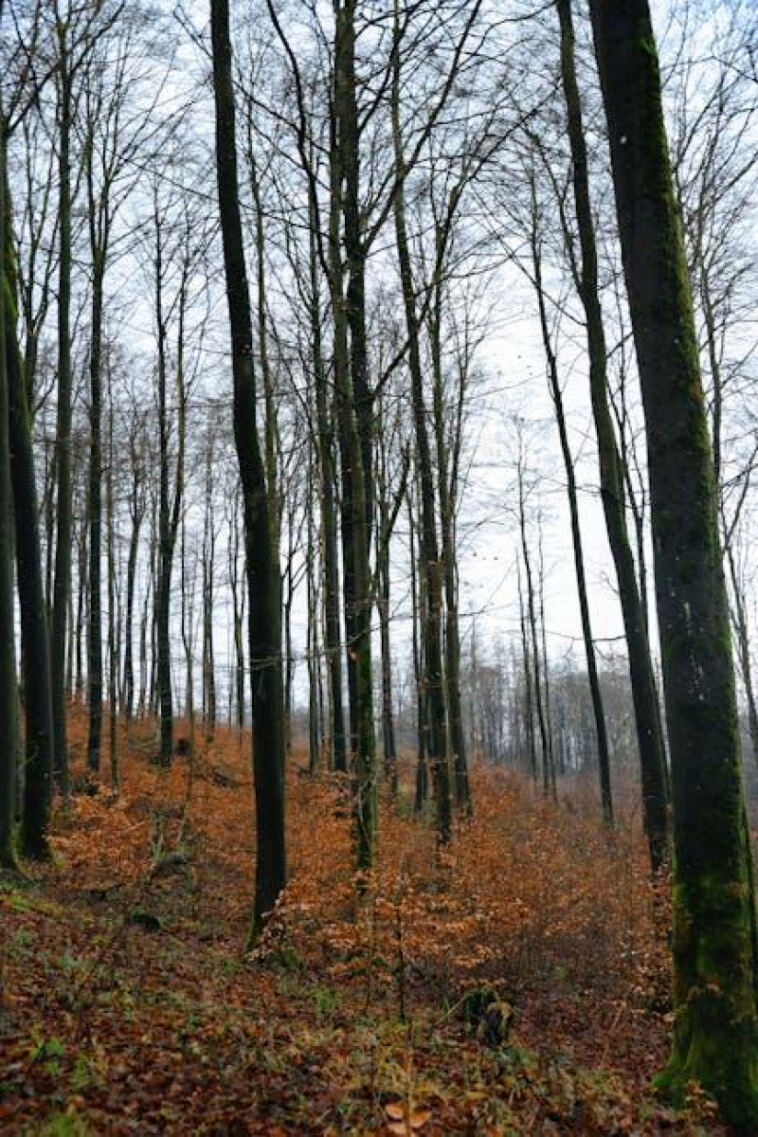 Blooming Beauties: Best Autoflowering Strains for Compact Spaces