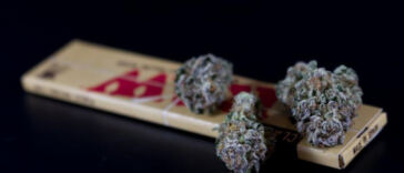 Dreamy Delights: Top Cannabis Strains for Restful Sleep