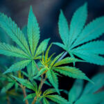 A New Leaf: Exploring State Cannabis Tax Reforms