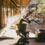 Blissful Bud: Strains to Elevate Your Mood