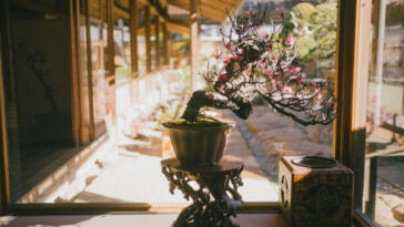 Blissful Bud: Strains to Elevate Your Mood