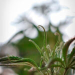 Cannabis Tours: Your Guide to Finding the Best Experiences