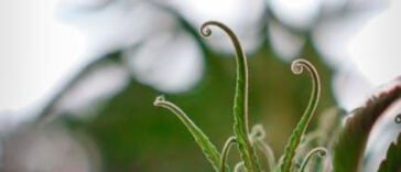 Cannabis Tours: Your Guide to Finding the Best Experiences