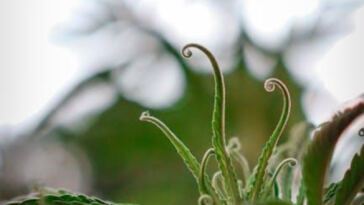 Cannabis Tours: Your Guide to Finding the Best Experiences