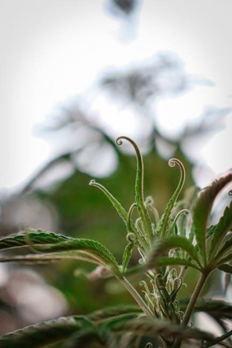 Cannabis Tours: Your Guide to Finding the Best Experiences