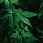 Shining Light on the Top Cannabis Grow Lights