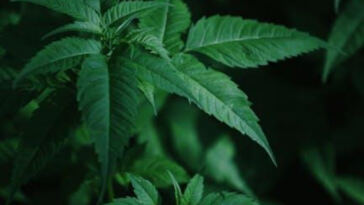 Shining Light on the Top Cannabis Grow Lights