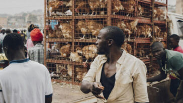 High Hopes, High Stakes: Navigating Weed Market Branding Challenges