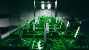 The Global Mosaic of Cannabis: Exploring Regional Strains