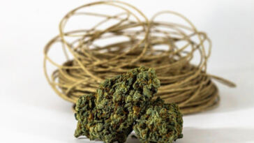 Blending High: Crafting Your Own Cannabis-Infused Smoothies