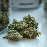 Exploring the Complex Flavors of Spicy and Earthy Cannabis Strains
