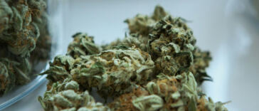 Exploring the Complex Flavors of Spicy and Earthy Cannabis Strains