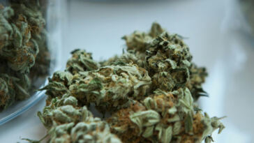 Exploring the Complex Flavors of Spicy and Earthy Cannabis Strains