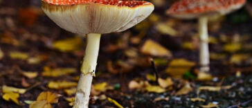 The Healing Power of Edible Cannabis: A Tasty Solution for Pain