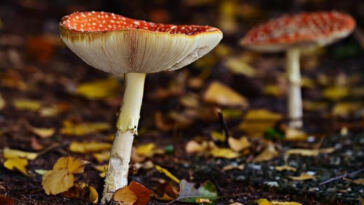 The Healing Power of Edible Cannabis: A Tasty Solution for Pain