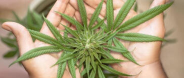 Enlightenment Through Cannabis: Exploring Spiritual Practices