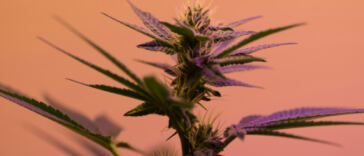 The Blueprint of Bliss: Cannabis Genetics
