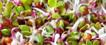 Cultivating Vitality: Boosting Soil Health for Cannabis Farming