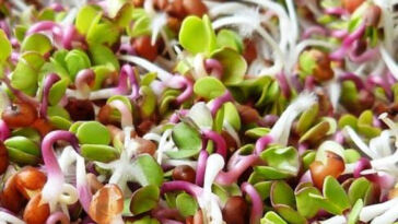 Cultivating Vitality: Boosting Soil Health for Cannabis Farming