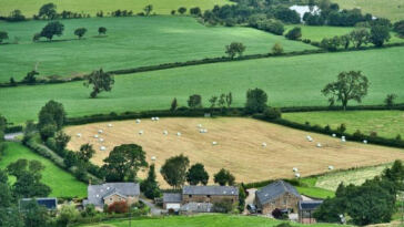 High Yields: Innovating Vertical Cannabis Farming