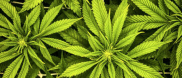 The Healing Duo: CBD and Turmeric Unite