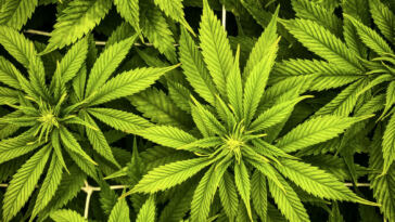 The Healing Duo: CBD and Turmeric Unite