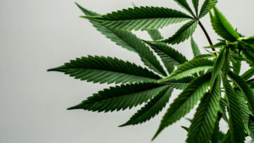 Nurturing a Natural Connection: Cannabis’s Role in Embracing the Outdoors