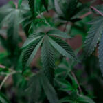 The Breath of Growth: Airflow’s Role in Cannabis Cultivation