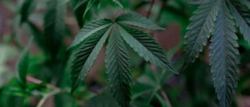 The Breath of Growth: Airflow’s Role in Cannabis Cultivation