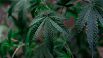 The Breath of Growth: Airflow’s Role in Cannabis Cultivation