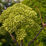 Decoding the Influence of Terpenes on Cannabis Highs