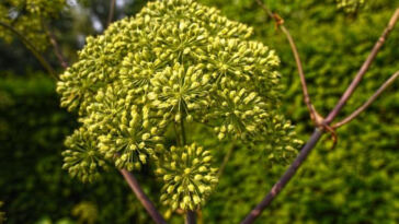 Decoding the Influence of Terpenes on Cannabis Highs