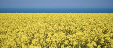 Thriving in the Desert: Cannabis Cultivation in Arid Climates