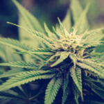 High Cuisine: Top Cannabis Recipes for Culinary Creatives