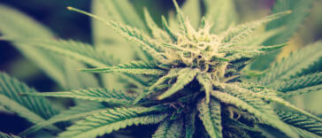 High Cuisine: Top Cannabis Recipes for Culinary Creatives
