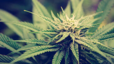 High Cuisine: Top Cannabis Recipes for Culinary Creatives