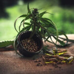 The Healing Powers of CBD and THC