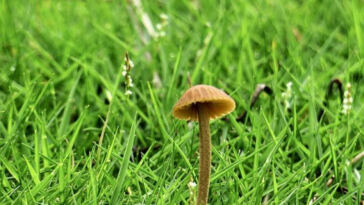 The Art of Selecting Microdosing Strains