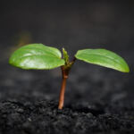 Breathe Easy: The Crucial Role of Airflow in Cannabis Growth