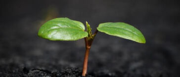 Breathe Easy: The Crucial Role of Airflow in Cannabis Growth