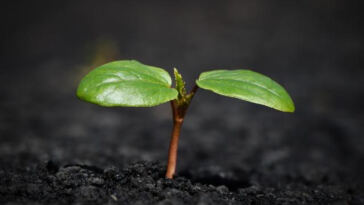 Breathe Easy: The Crucial Role of Airflow in Cannabis Growth