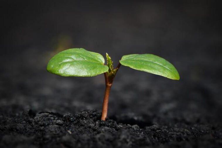 Breathe Easy: The Crucial Role of Airflow in Cannabis Growth