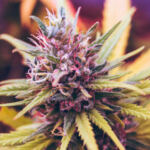 Highly Sought-After Weed Hotspots Around the Globe