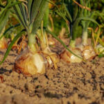 The Green Thumb’s Guide: Avoiding Common Cannabis Cultivation Mistakes