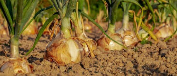 The Green Thumb’s Guide: Avoiding Common Cannabis Cultivation Mistakes