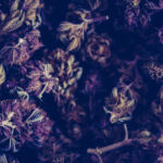 Crafting Well-Balanced Cannabis Cuisine